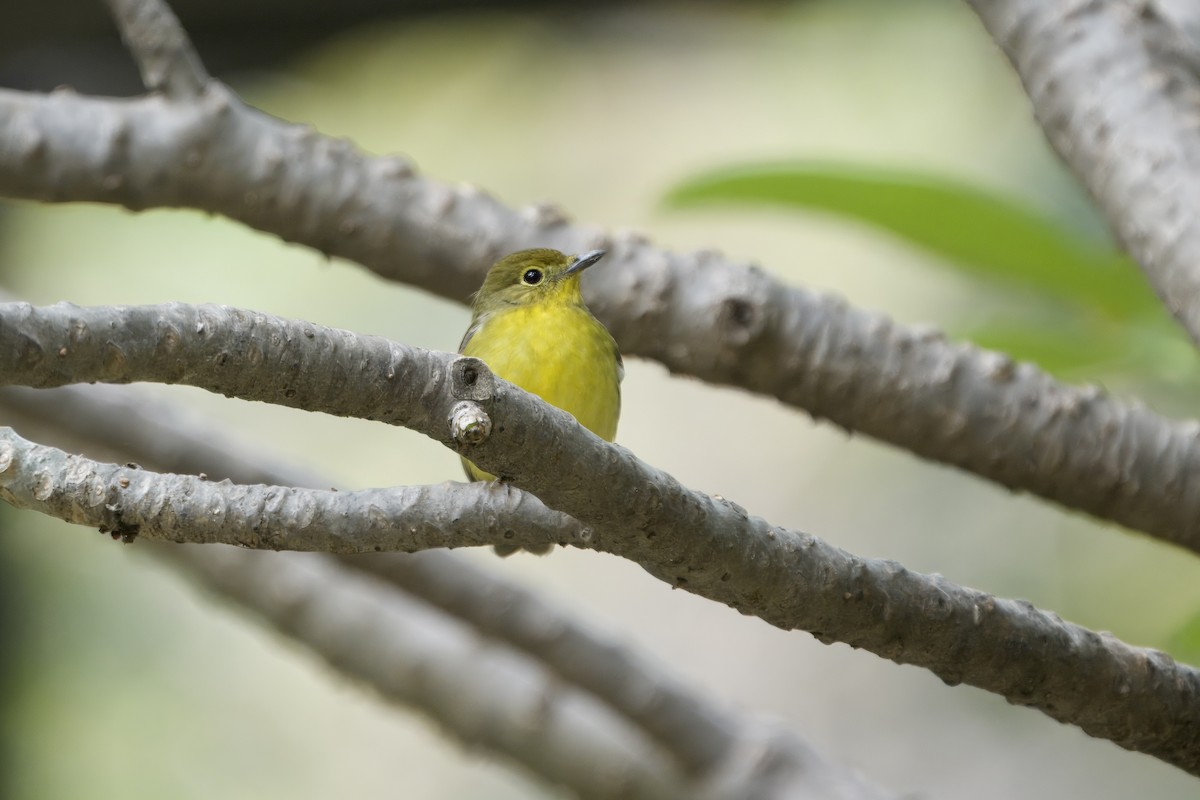 Green-backed Flycatcher - ML645542013