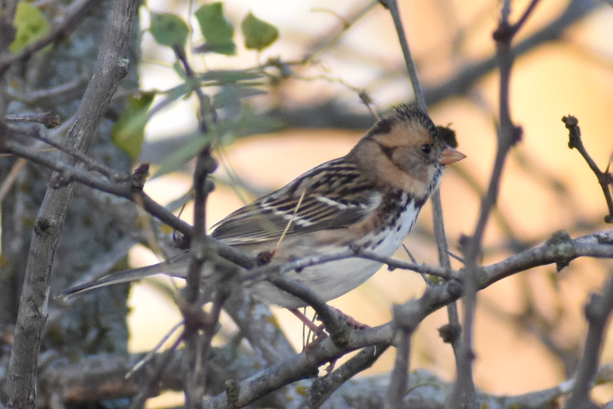 Harrisammer - ML645542015