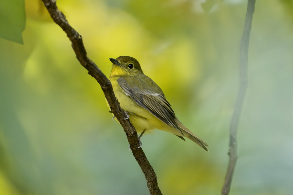 Green-backed Flycatcher - ML645542023