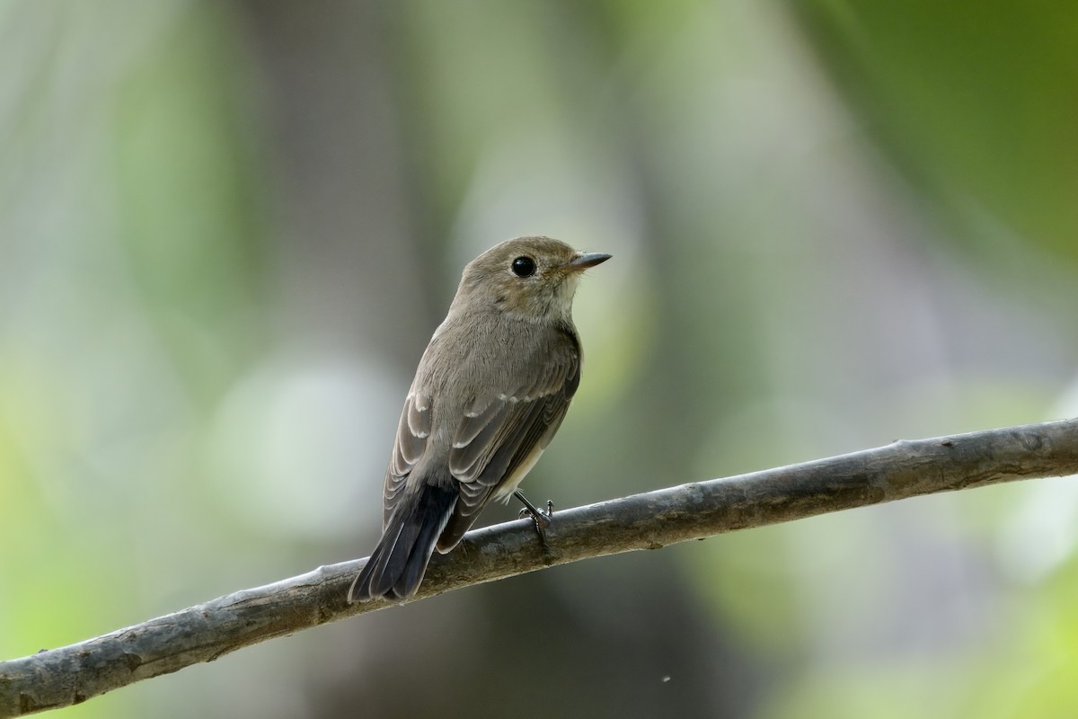 Taiga Flycatcher - ML645542033