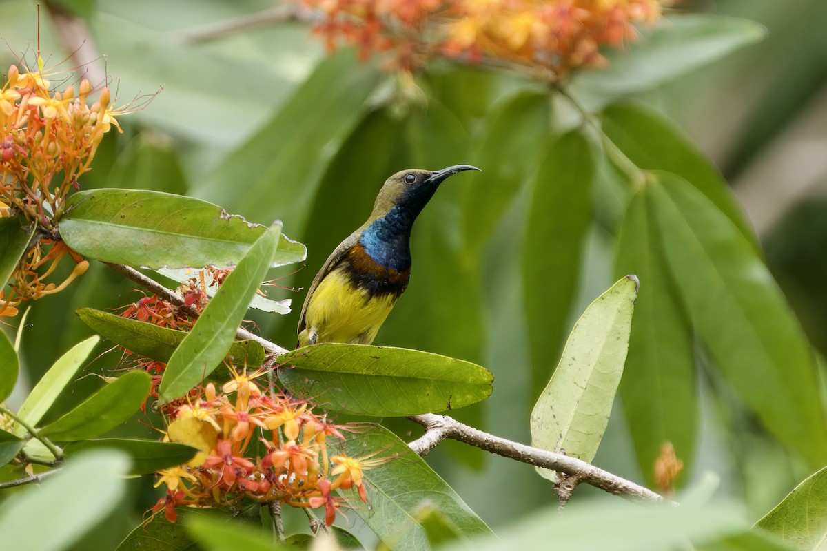 Ornate Sunbird - ML645542038