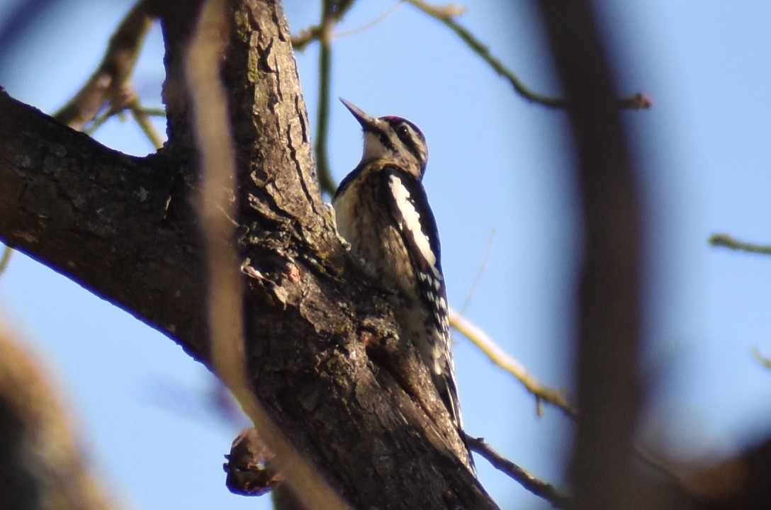 Gelbbauch-Saftlecker - ML645542040