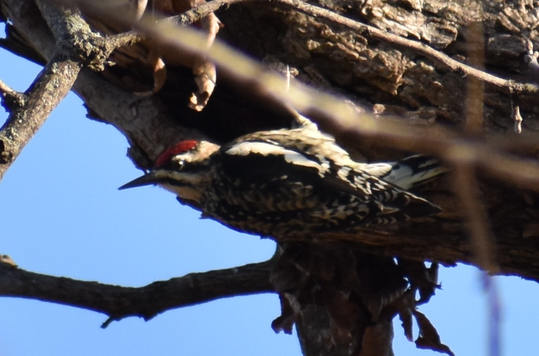 Gelbbauch-Saftlecker - ML645542041