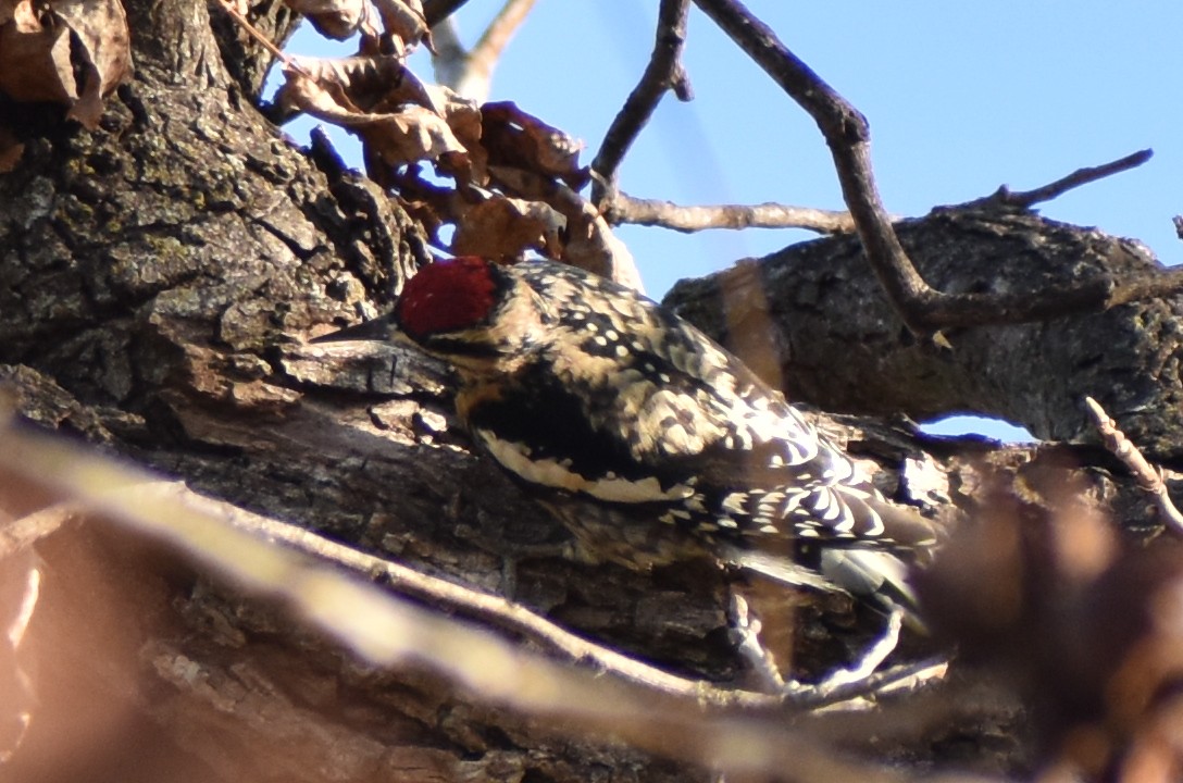 Gelbbauch-Saftlecker - ML645542042