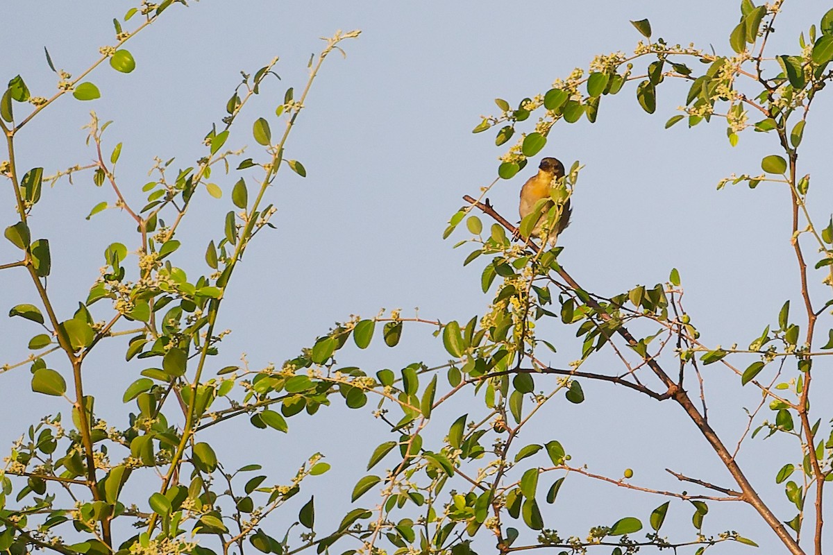 Иволговый ткач - ML645542048