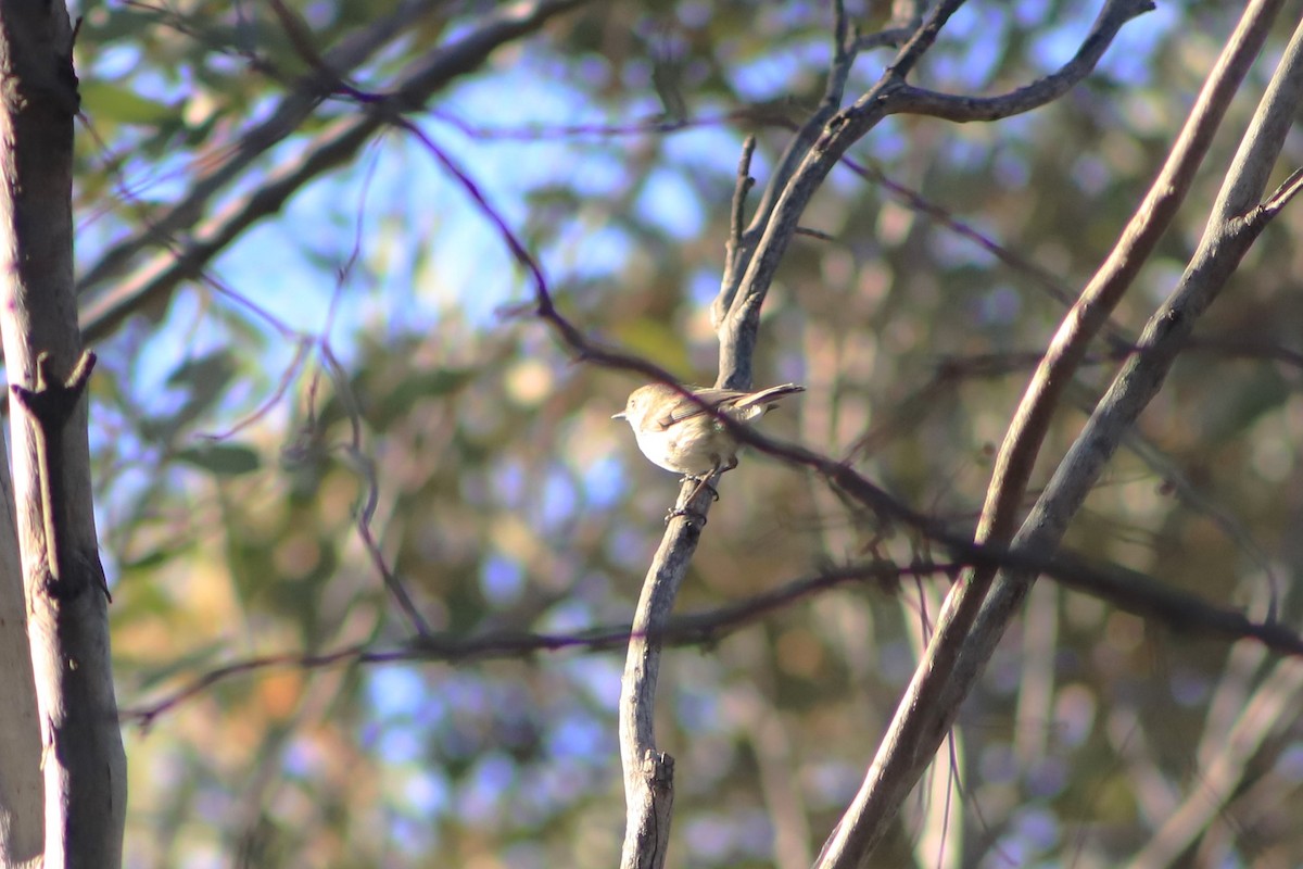 Inland Thornbill - ML645542067