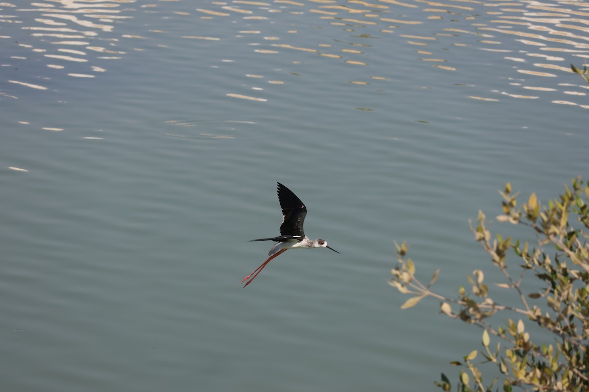 高蹺鴴 - ML645542068