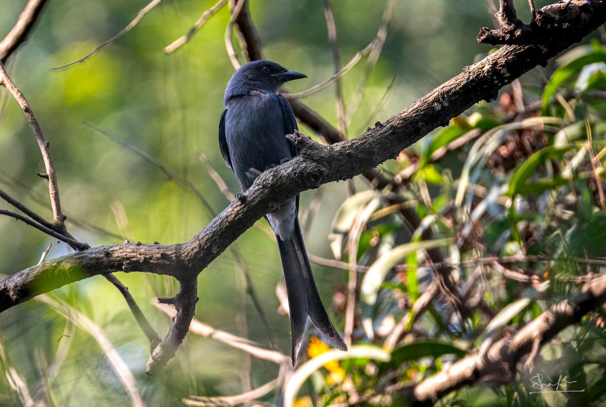 Ashy Drongo - ML645542069