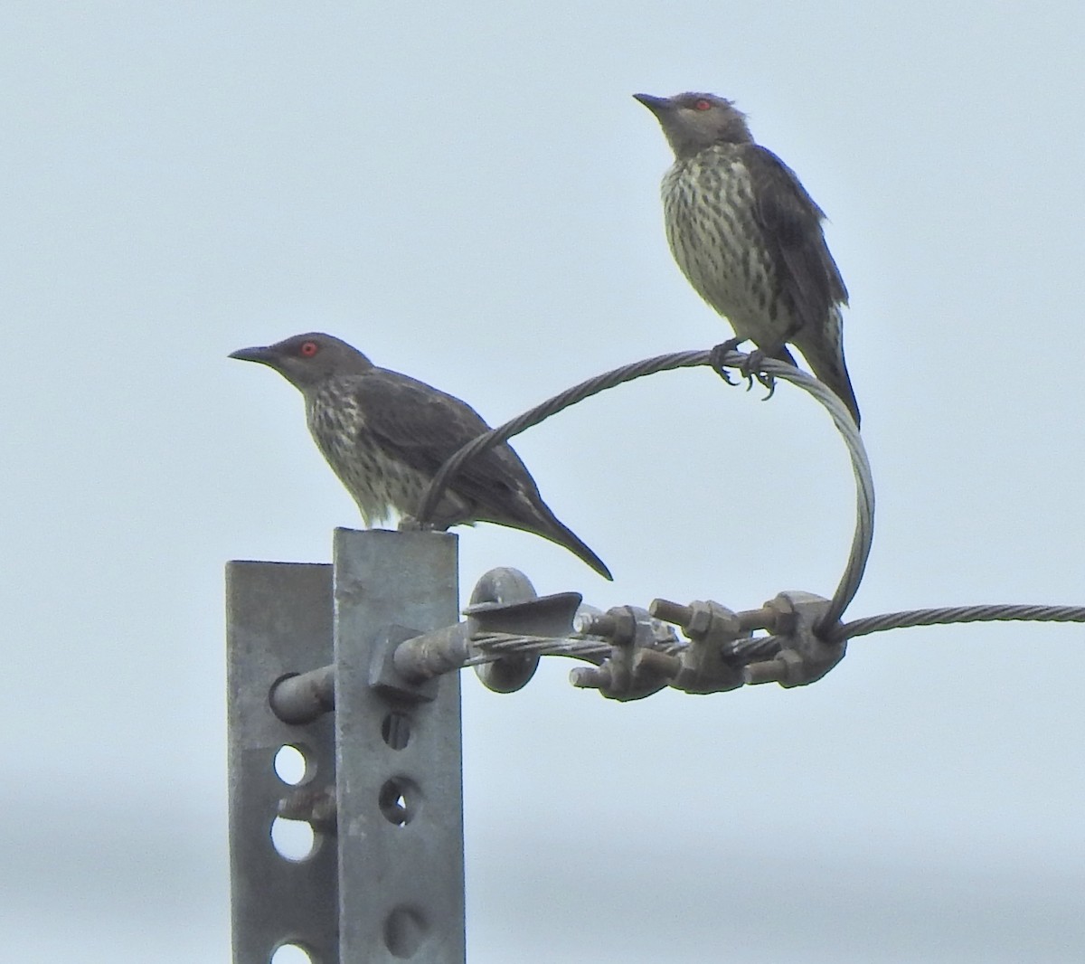 Asian Glossy Starling - ML645542106