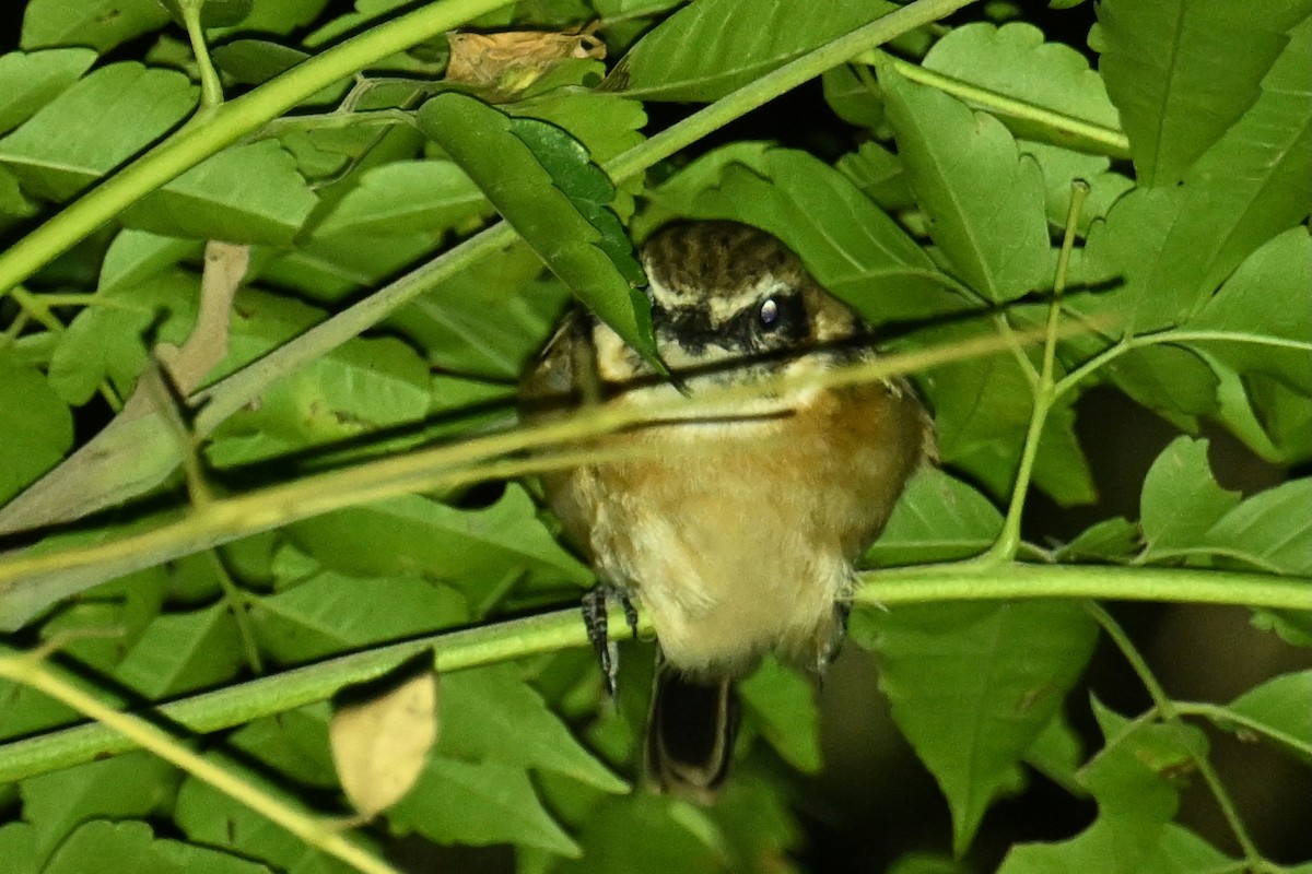 Amur Stonechat - ML645542144