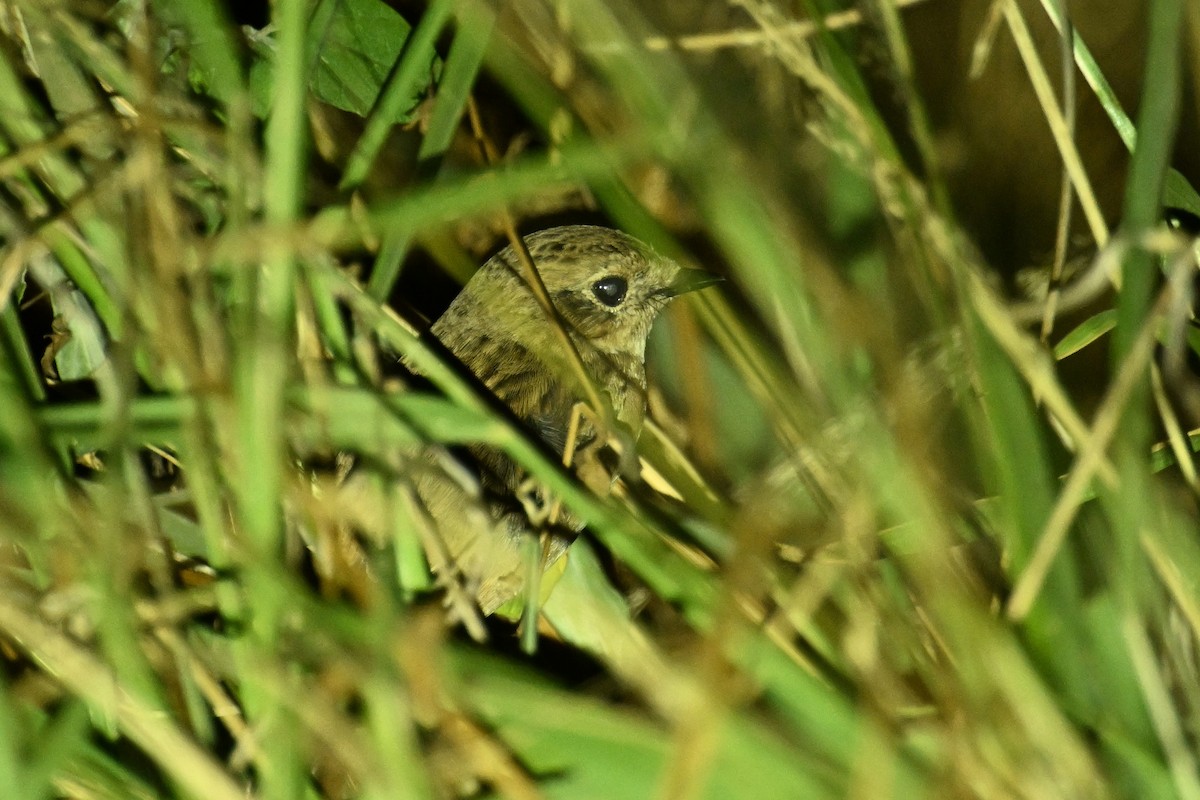 Amur Stonechat - ML645542145