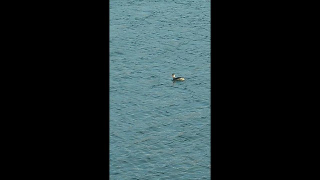 Eared Grebe - ML645542147