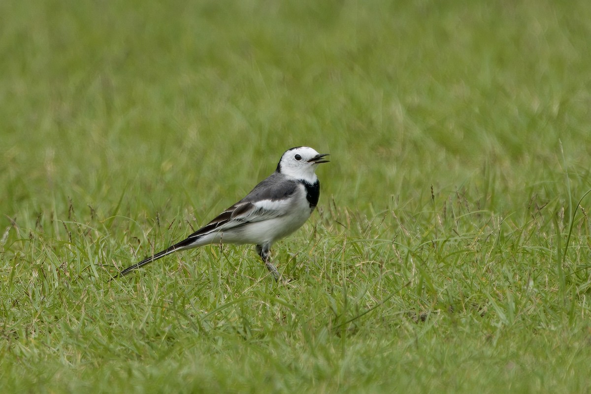 White Wagtail - ML645542154