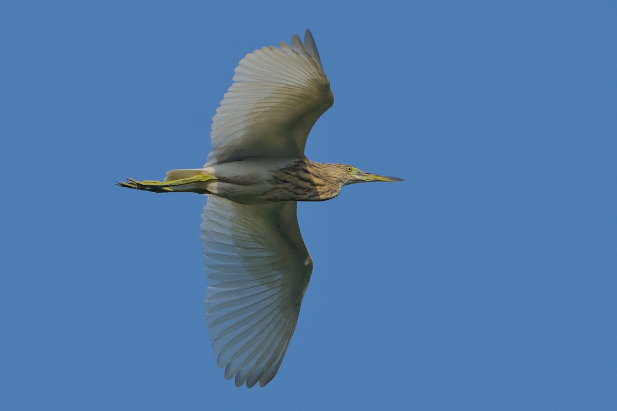 Indian Pond-Heron - ML645542165