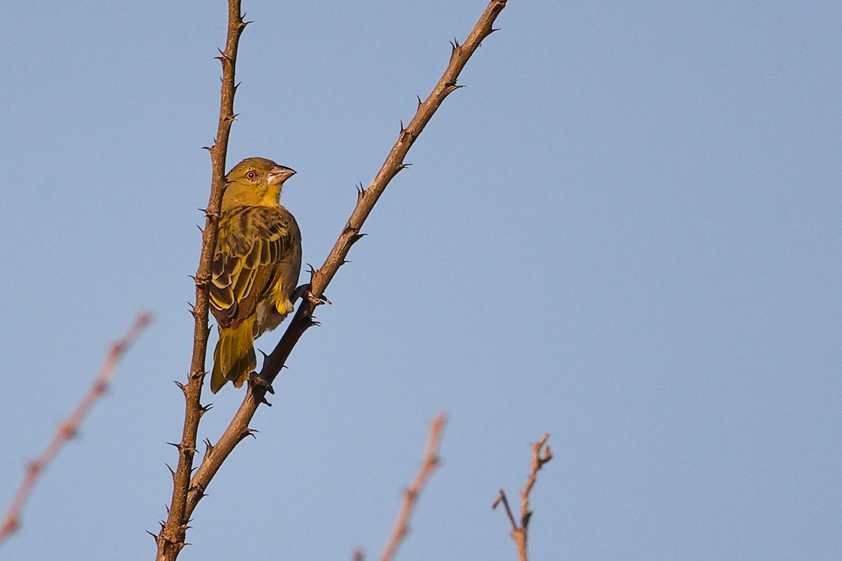 Иволговый ткач - ML645542187