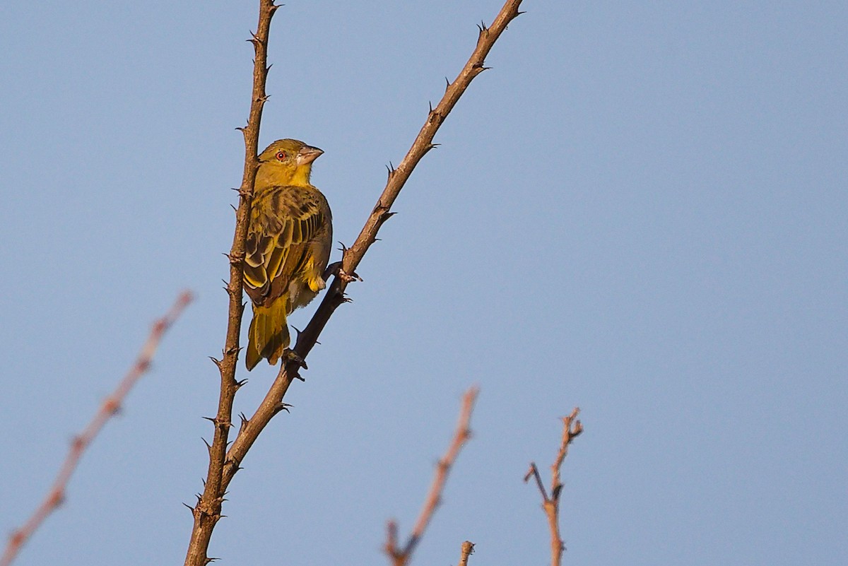 Иволговый ткач - ML645542188