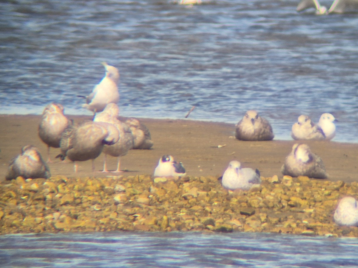 racek vnitrozemský - ML645542189