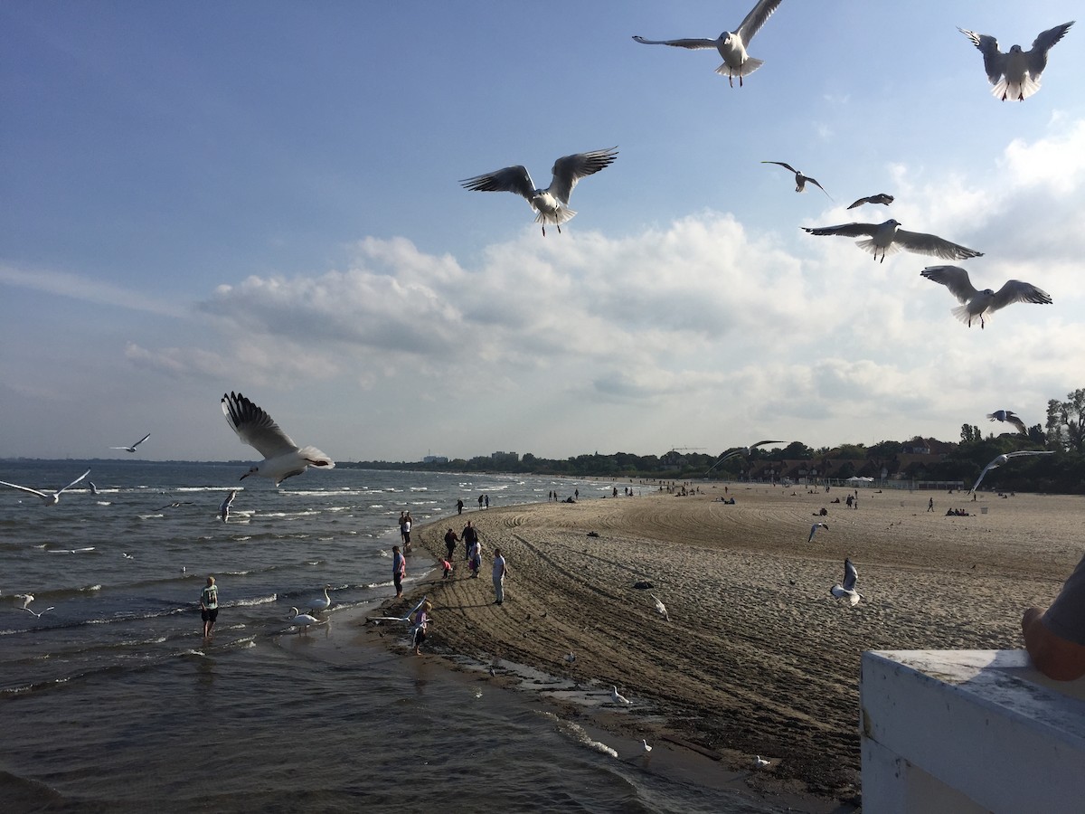 racek chechtavý - ML645542190