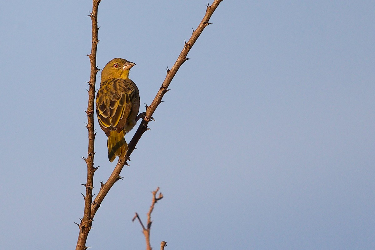 Иволговый ткач - ML645542206