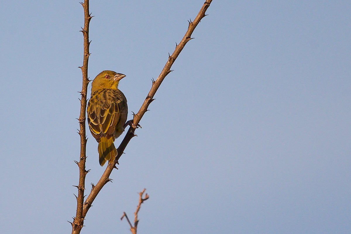 Иволговый ткач - ML645542207