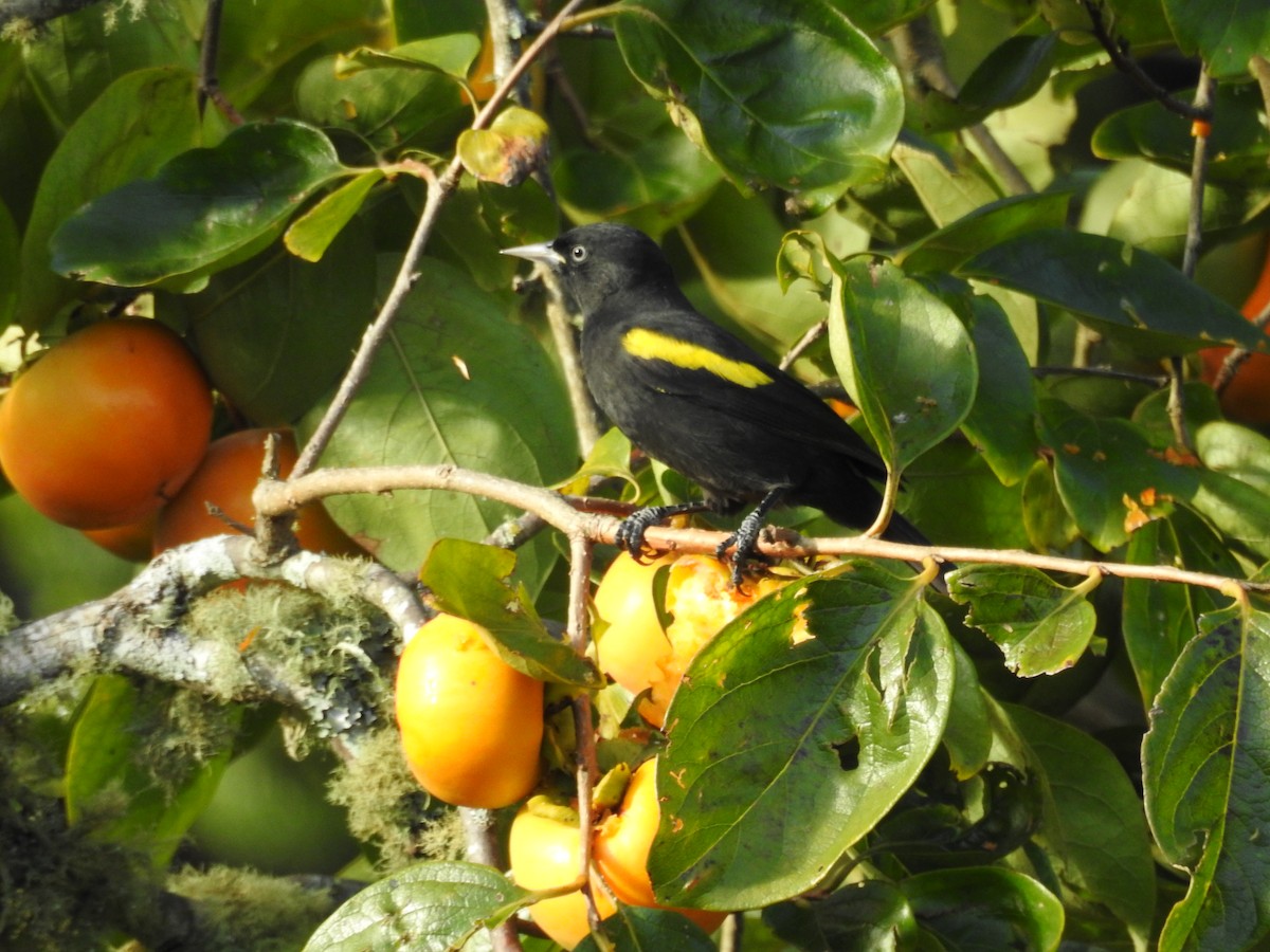 Golden-winged Cacique - ML645542208