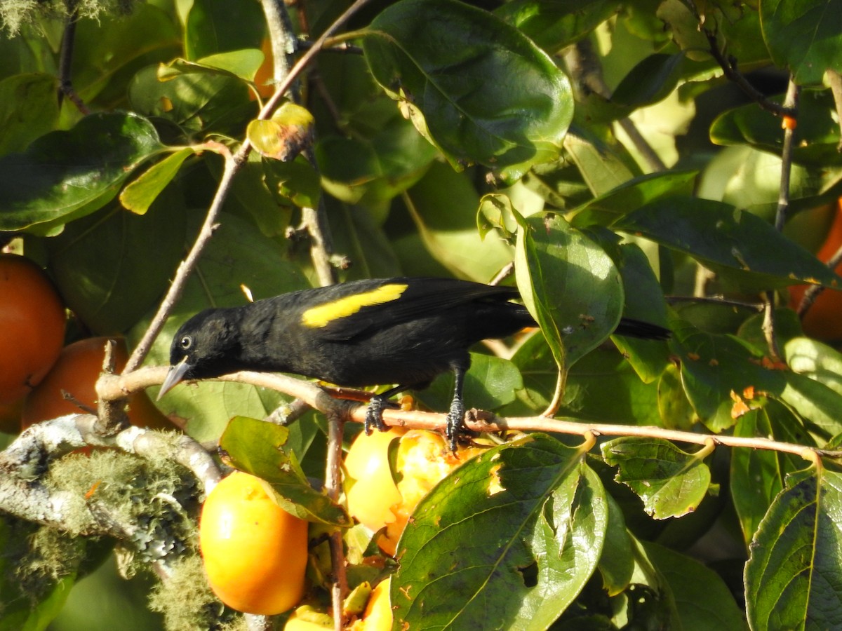 Golden-winged Cacique - ML645542209