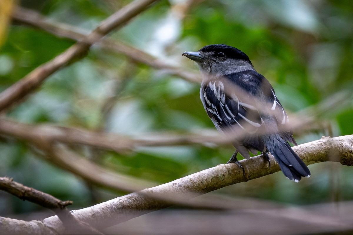 White-winged Becard - ML645542210