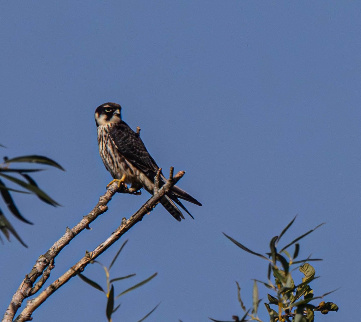 Eurasian Hobby - ML645542213