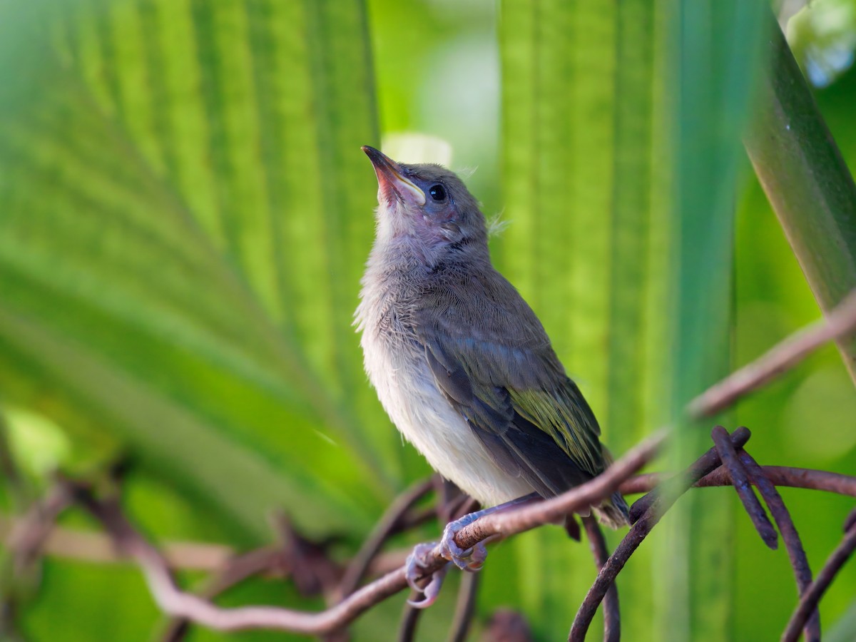 Brown Honeyeater - ML645542214