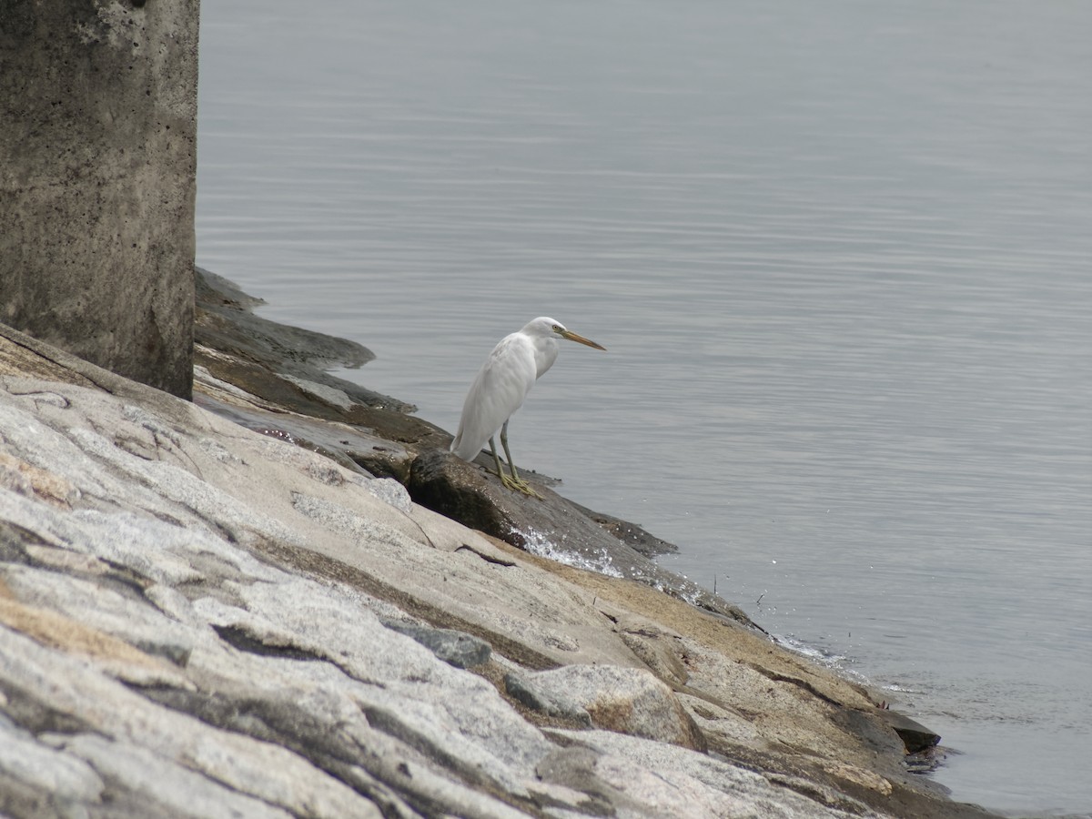 Pacific Reef-Heron - ML645542228