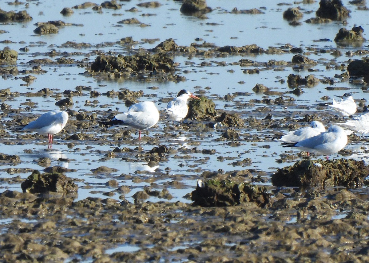 Elegant Tern - ML645542248