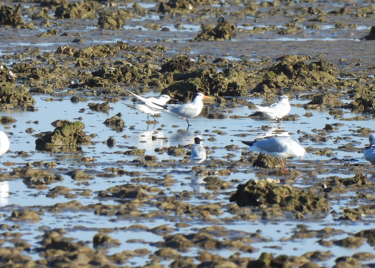 Elegant Tern - ML645542249