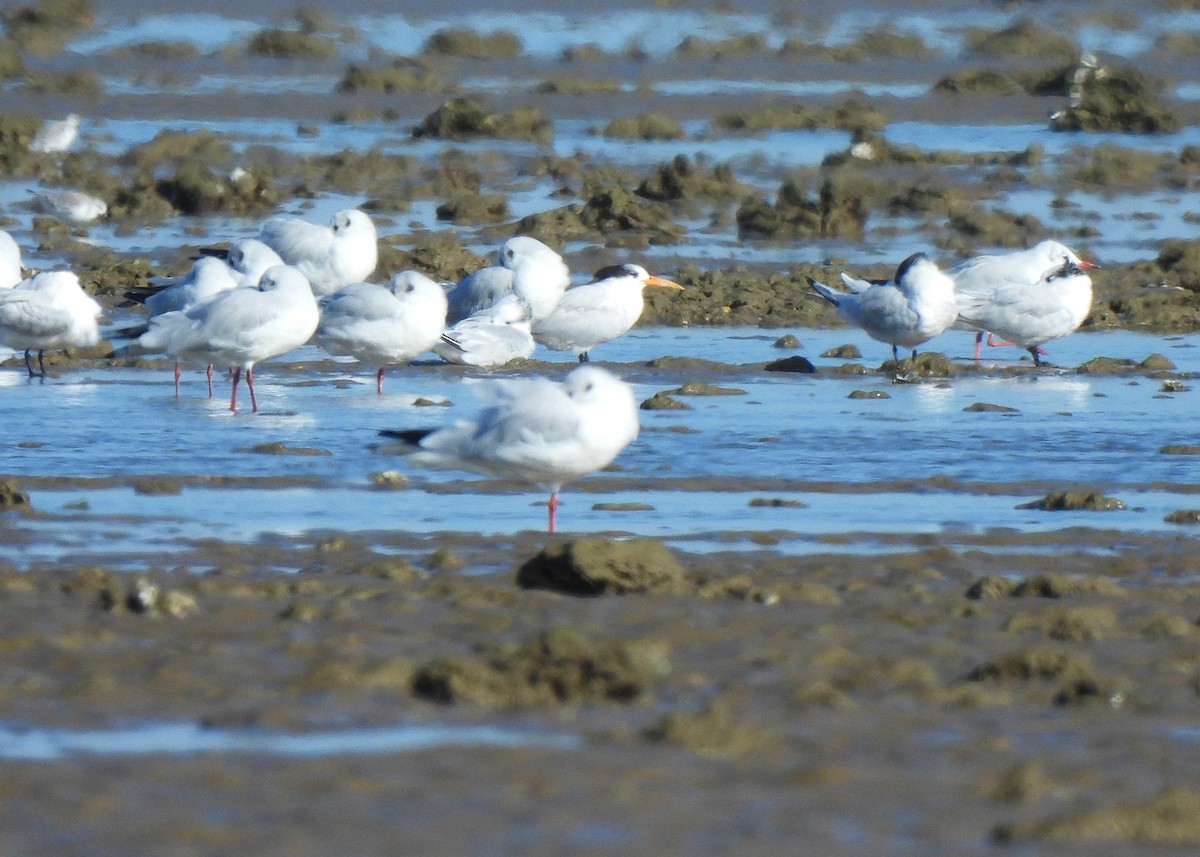Elegant Tern - ML645542250