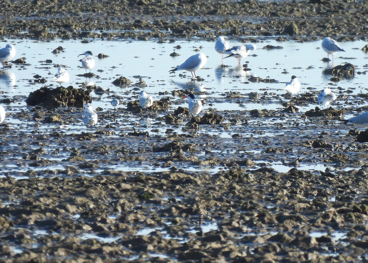 Elegant Tern - ML645542251