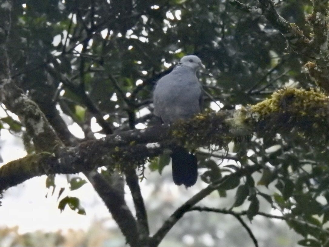 Nilgiri Wood-Pigeon - ML645542296
