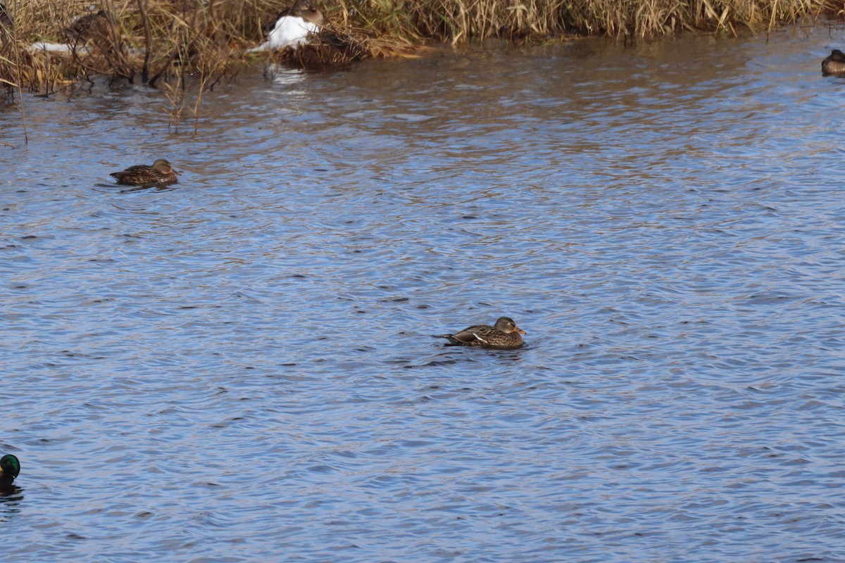 Чирянка мала - ML645542306