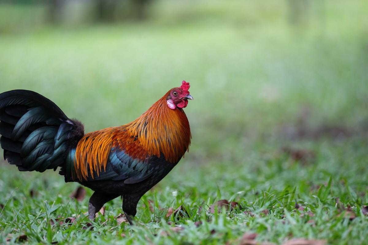 Red Junglefowl - ML645542315