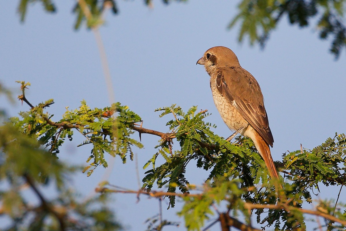 Red-backed Shrike - ML645542316