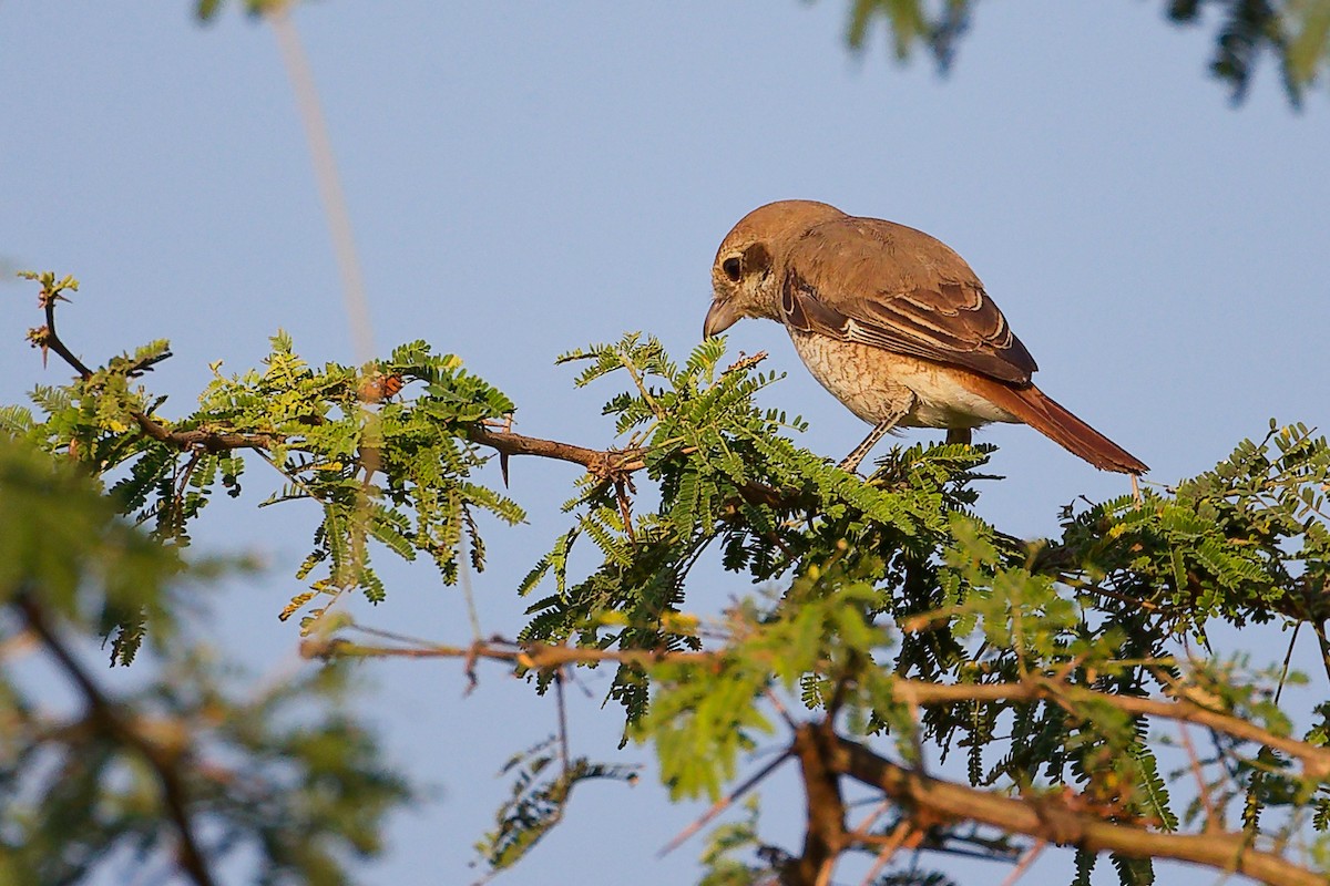 Red-backed Shrike - ML645542320