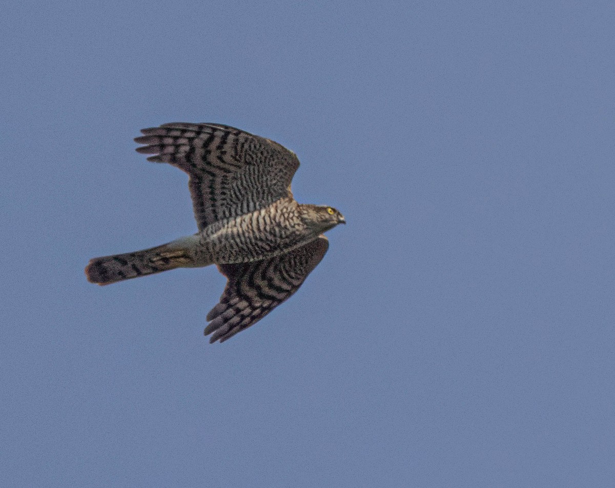 Eurasian Sparrowhawk - ML645542322