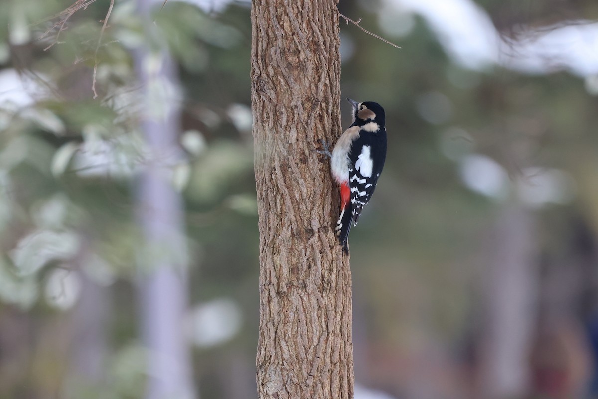 Дятел звичайний - ML645542323