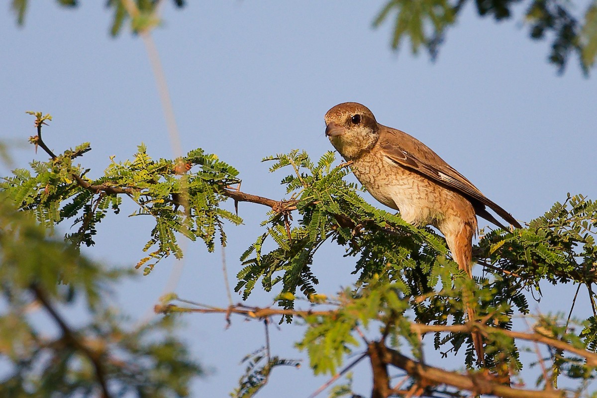 Red-backed Shrike - ML645542325
