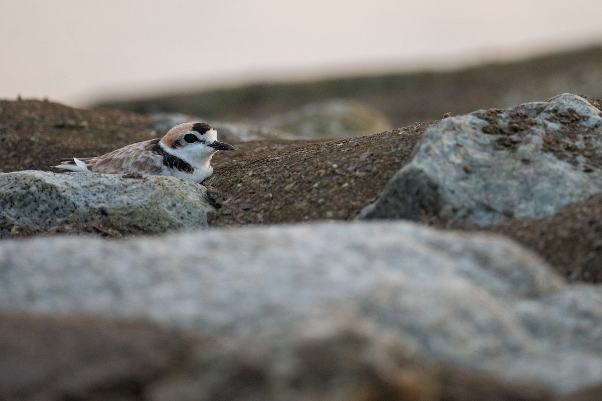 Malaysian Plover - ML645542326