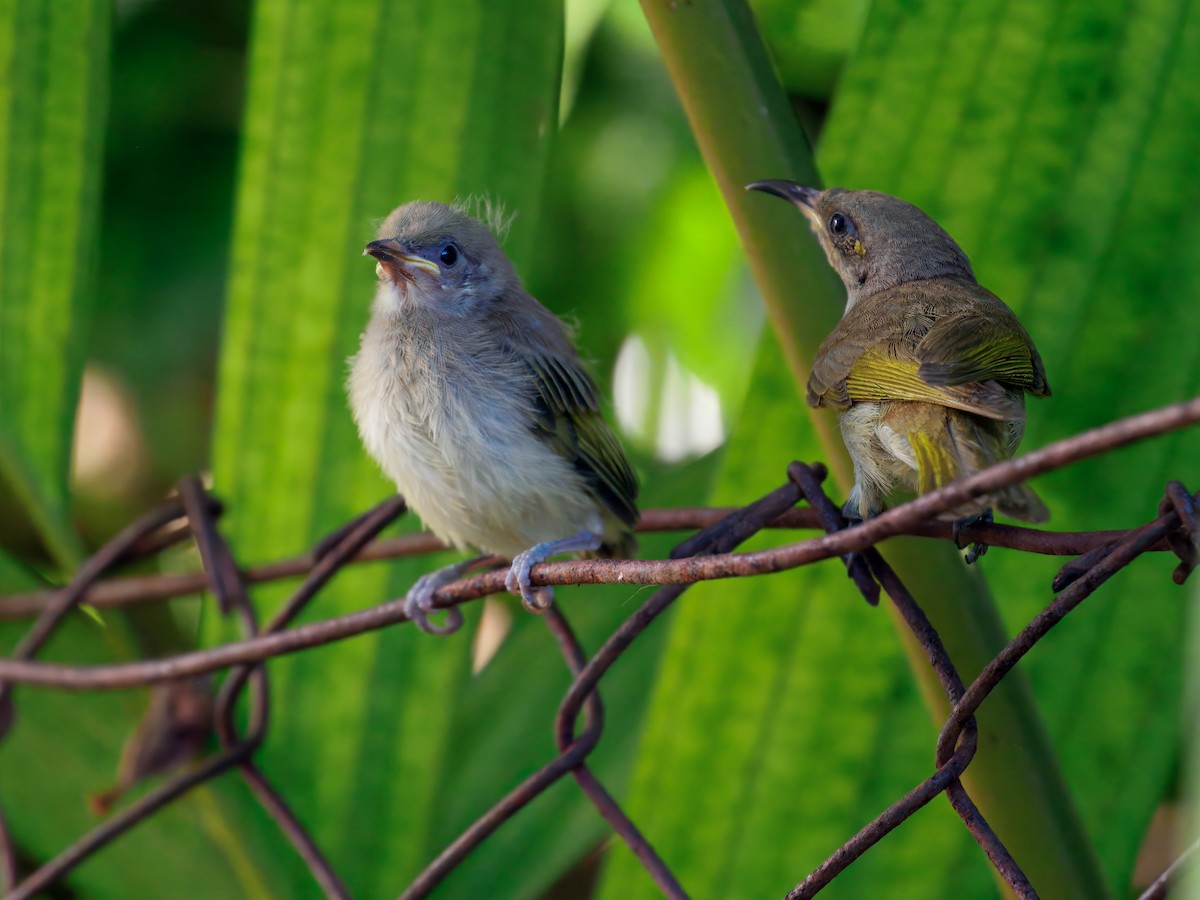 Brown Honeyeater - ML645542333