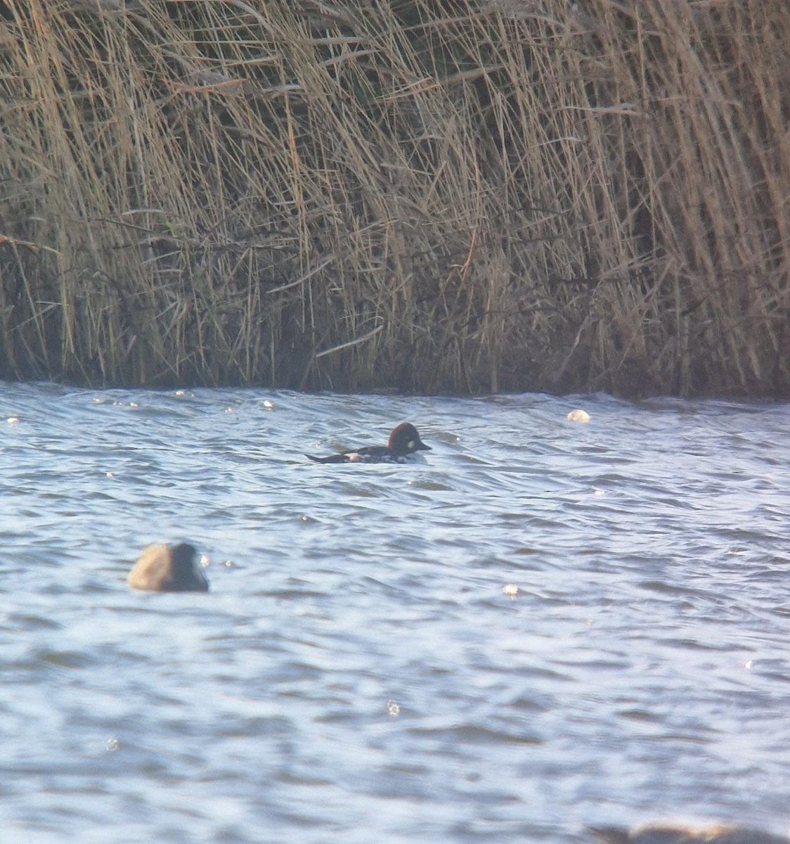 Common Goldeneye - ML645542337