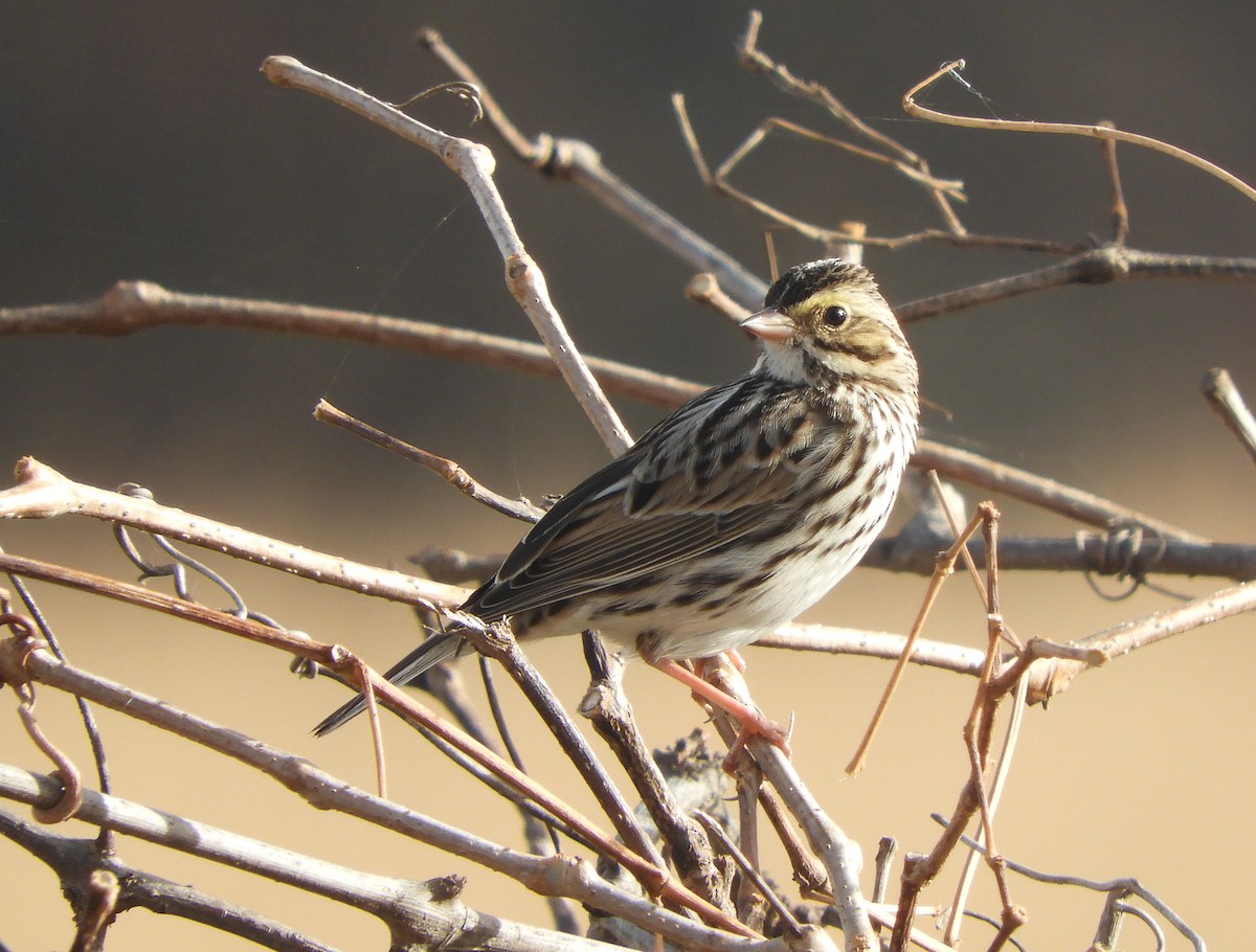 Savannah Sparrow - ML645542339