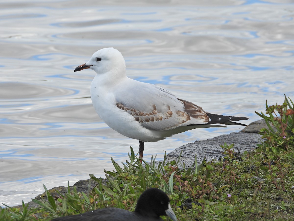 Silver Gull (Silver) - ML645542344