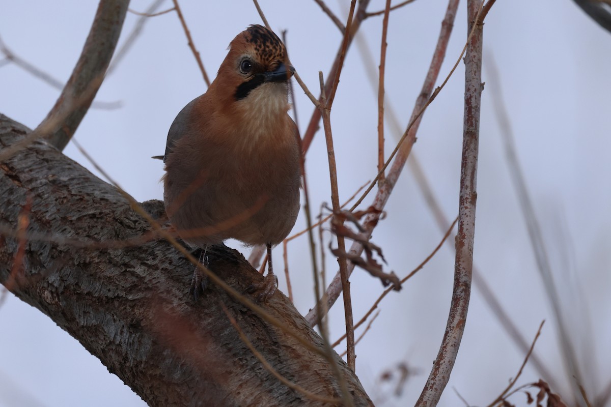 Сойка звичайна [група brandtii] - ML645542351
