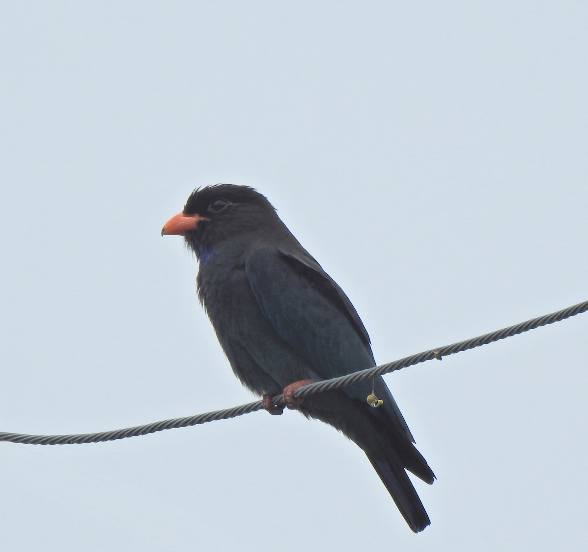 Dollarbird - ML645542356