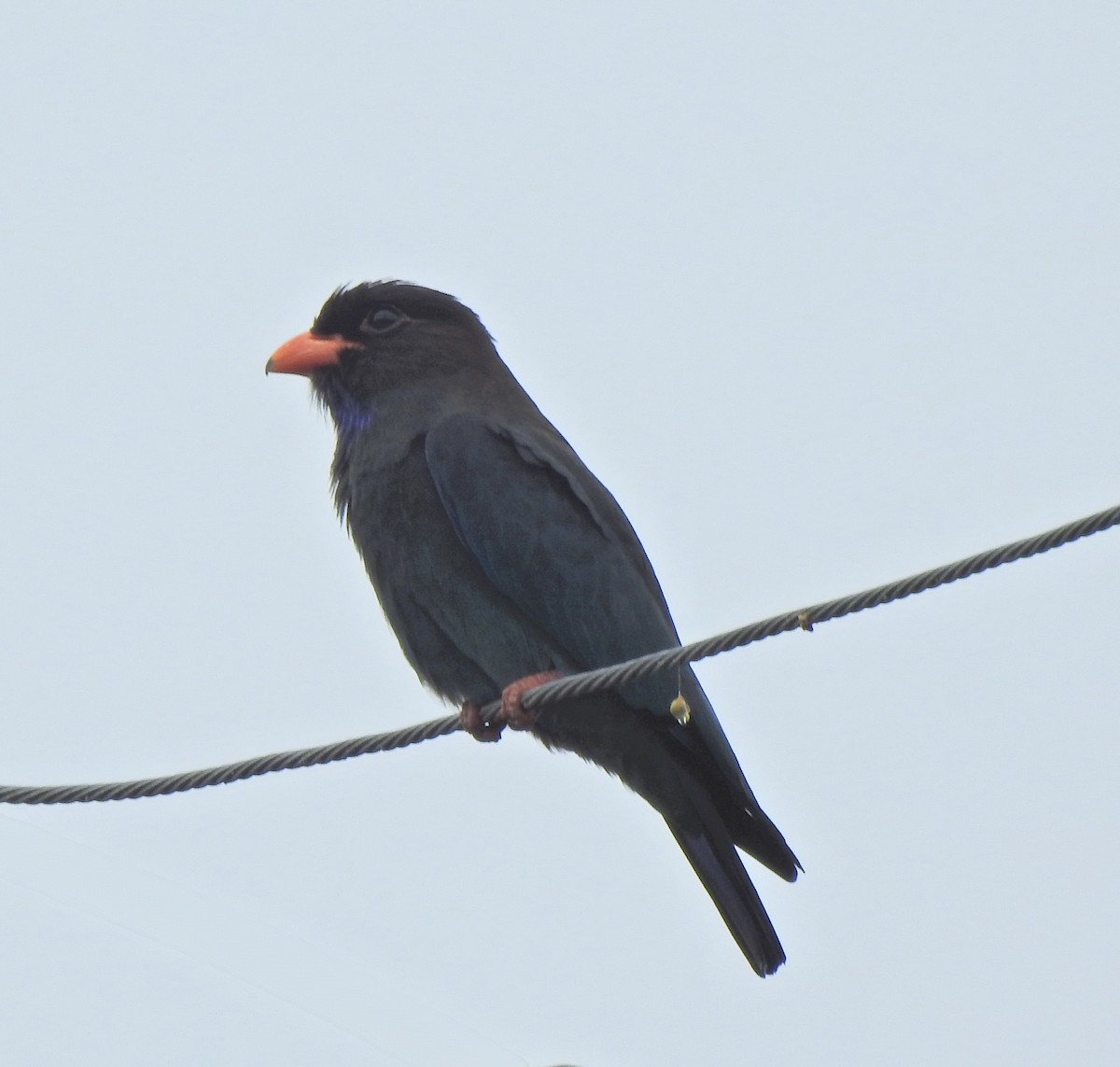 Dollarbird - ML645542357